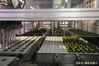 探訪全球最大植物工廠 當農業遇見大數據處理